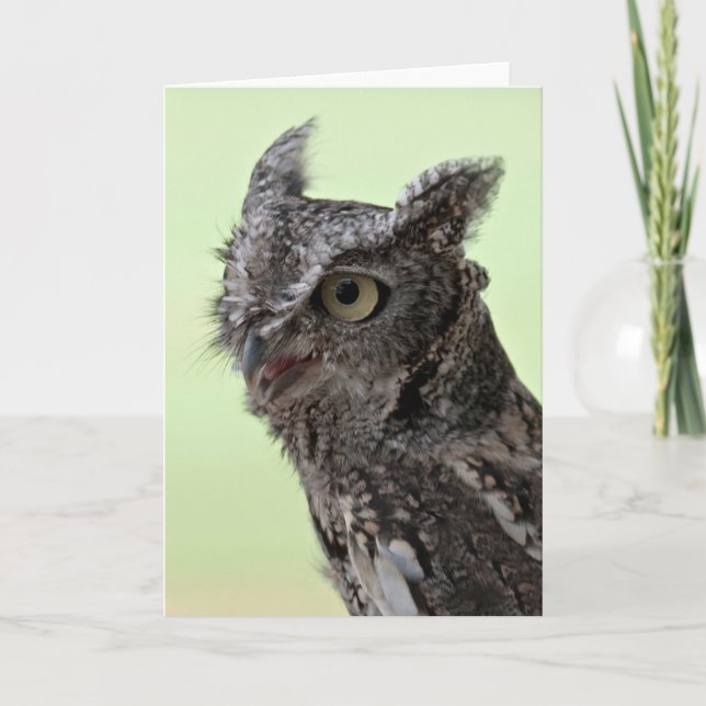 Screech Owl greeting card (Front)