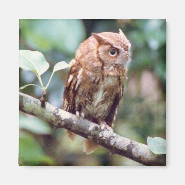 Screech Owl Magnet (Front)
