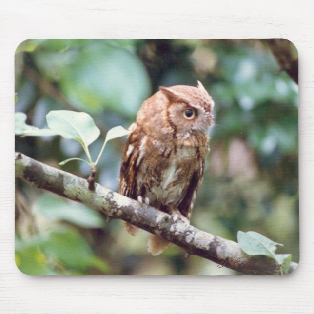 Screech Owl Mousepad (Front)