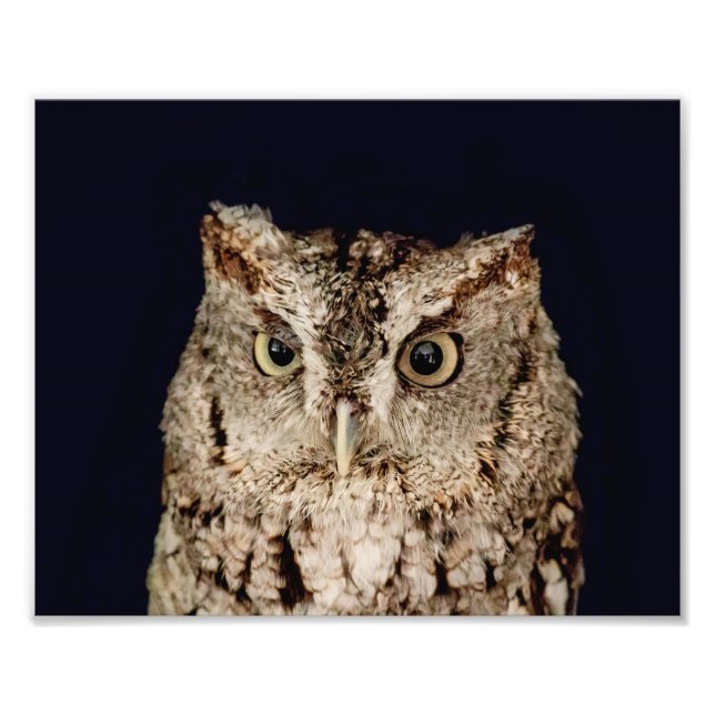 Screech Owl Photo Print (Front)