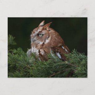 Screech Owl postcard