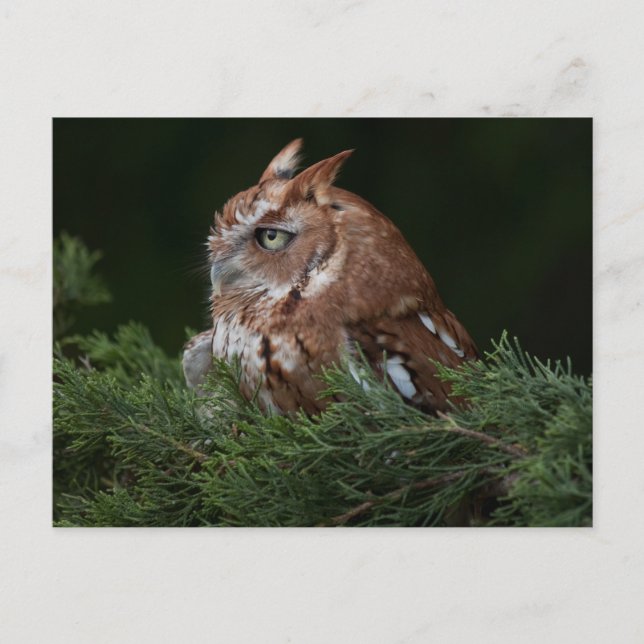 Screech Owl postcard (Front)