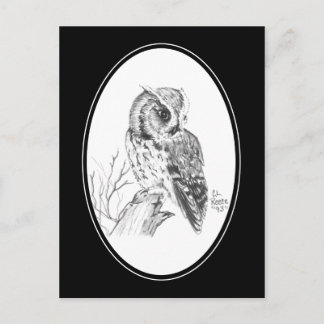 Screech Owl Postcard in pencil