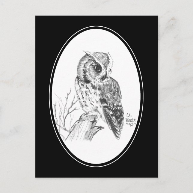 Screech Owl Postcard in pencil (Front)
