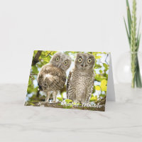 Screech Owls Chicks