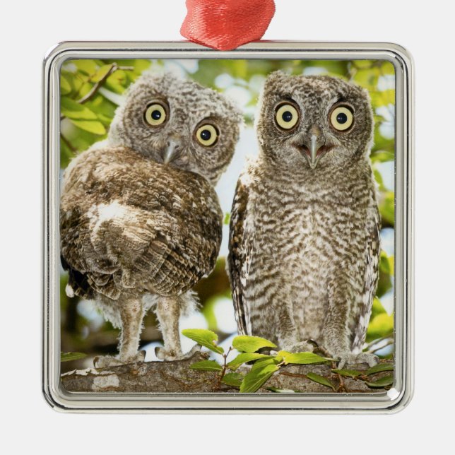 Screech Owls Chicks Metal Tree Decoration (Front)