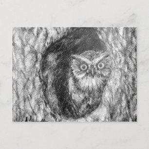 Screech Owls Owl Charcoal Black & White Drawing Postcard