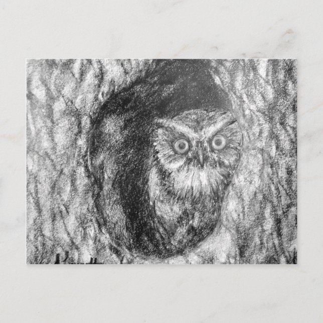 Screech Owls Owl Charcoal Black & White Drawing Postcard (Front)