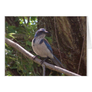 Scrub Jay