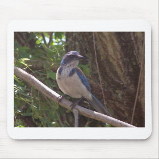 Scrub Jay Mouse Pad