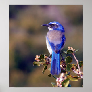 Scrub Jay Poster
