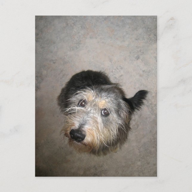 Scruffy cute dog postcard (Front)