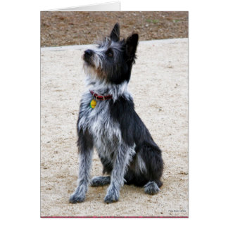 Scruffy Dog