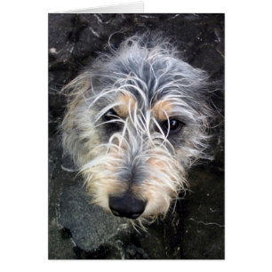 Scruffy dog looking up