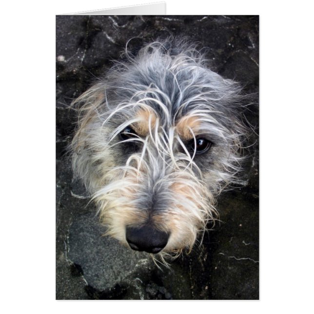 Scruffy dog looking up (Front)