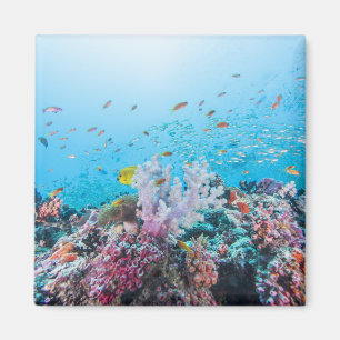 Scuba Diving With Colourful Reef And Coral Magnet