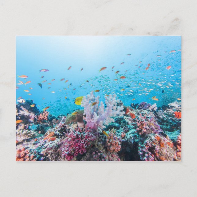 Scuba Diving With Colourful Reef And Coral Postcard (Front)