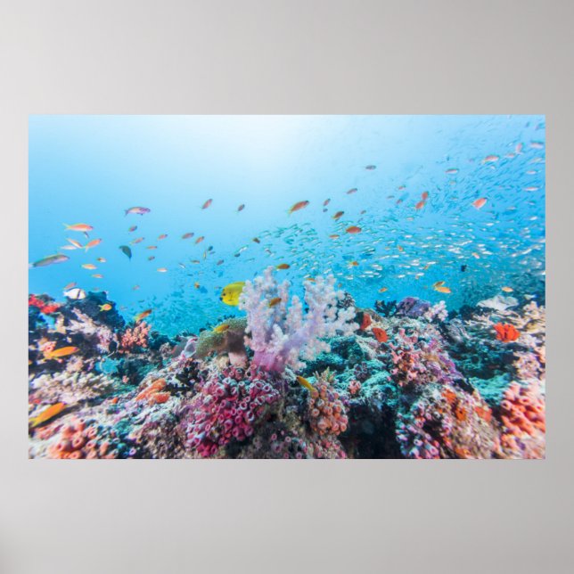 Scuba Diving With Colourful Reef And Coral Poster (Front)