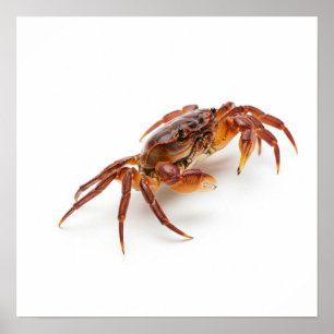 Scuttling Crab Poster