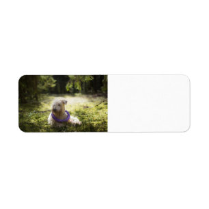 scwt laying in woods