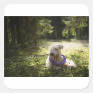 scwt laying in woods square sticker