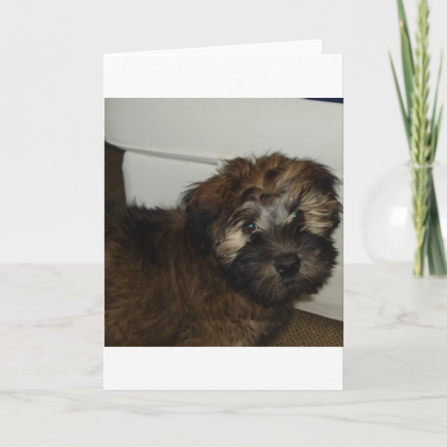 SCWT puppy Card (Front)