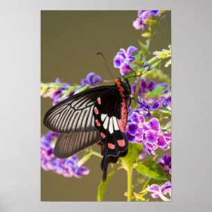 SE Asia, Thailand, Doi Inthanon, Papilio Poster