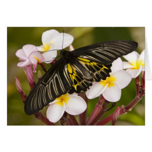 SE Asia, Thailand, Khon Kaen