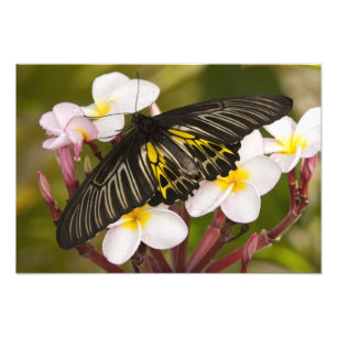 SE Asia, Thailand, Khon Kaen Photo Print