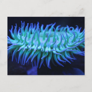 Sea Anemone # 1 Postcard