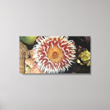 Sea Anemone