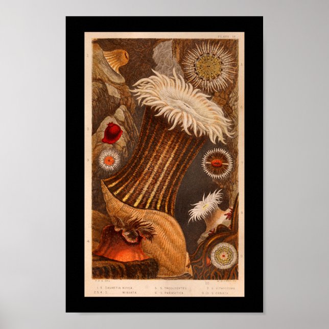 Sea Anemone Colour Marine Life Print (Front)
