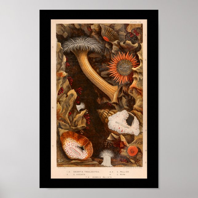 Sea Anemone Colour Vintage Illustration Print (Front)