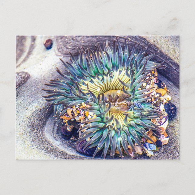 Sea Anemone in the Water Postcard (Front)