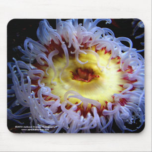 Sea Anemone Mouse Pad