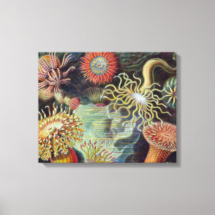 Sea Anemone Scientific Nature Ocean Canvas Print