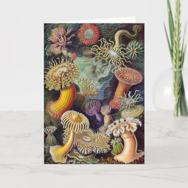 Sea Anemone Scientific Nature Ocean Card (Front)