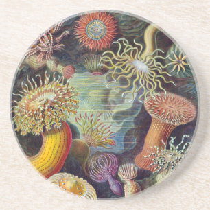 Sea Anemone Scientific Nature Ocean Coaster