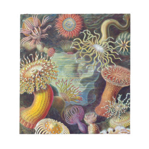 Sea Anemone Scientific Nature Ocean Notepad