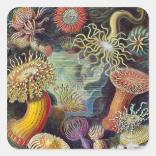 Sea Anemone Scientific Nature Ocean Square Sticker