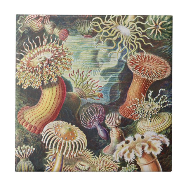 Sea Anemone Scientific Nature Ocean Tile (Front)