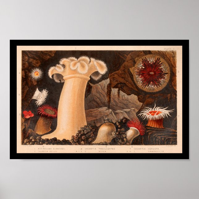 Sea Anemone Vintage Marine Life Art print (Front)