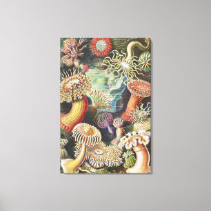 Sea Anemones, Actiniae Seeanemonen Ernst Haeckel Canvas Print