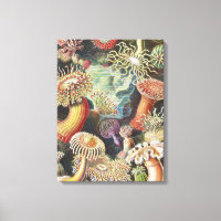 Sea Anemones, Actiniae Seeanemonen Ernst Haeckel