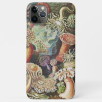 Sea Anemones, Actiniae Seeanemonen Ernst Haeckel