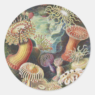 Sea Anemones, Actiniae Seeanemonen Ernst Haeckel Classic Round Sticker
