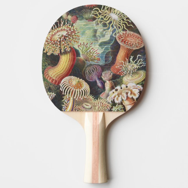 Sea Anemones, Actiniae Seeanemonen Ernst Haeckel Ping Pong Paddle (Front)