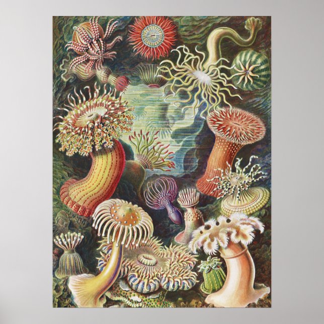 Sea Anemones, Actiniae Seeanemonen Ernst Haeckel Poster (Front)
