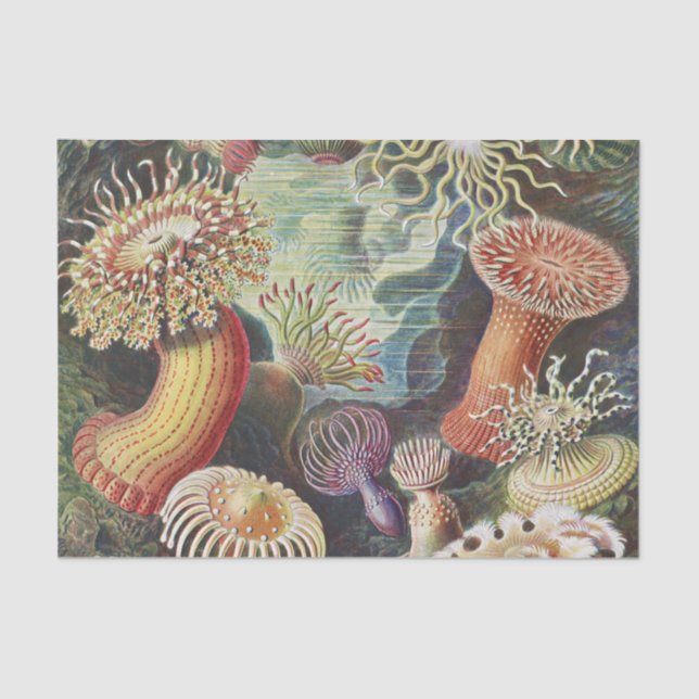 Sea Anemones, Actiniae Seeanemonen Ernst Haeckel Tissue Paper (Front)
