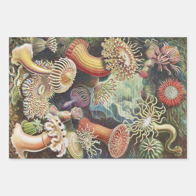 Sea Anemones, Actiniae Seeanemonen Ernst Haeckel Wrapping Paper Sheet (Front)